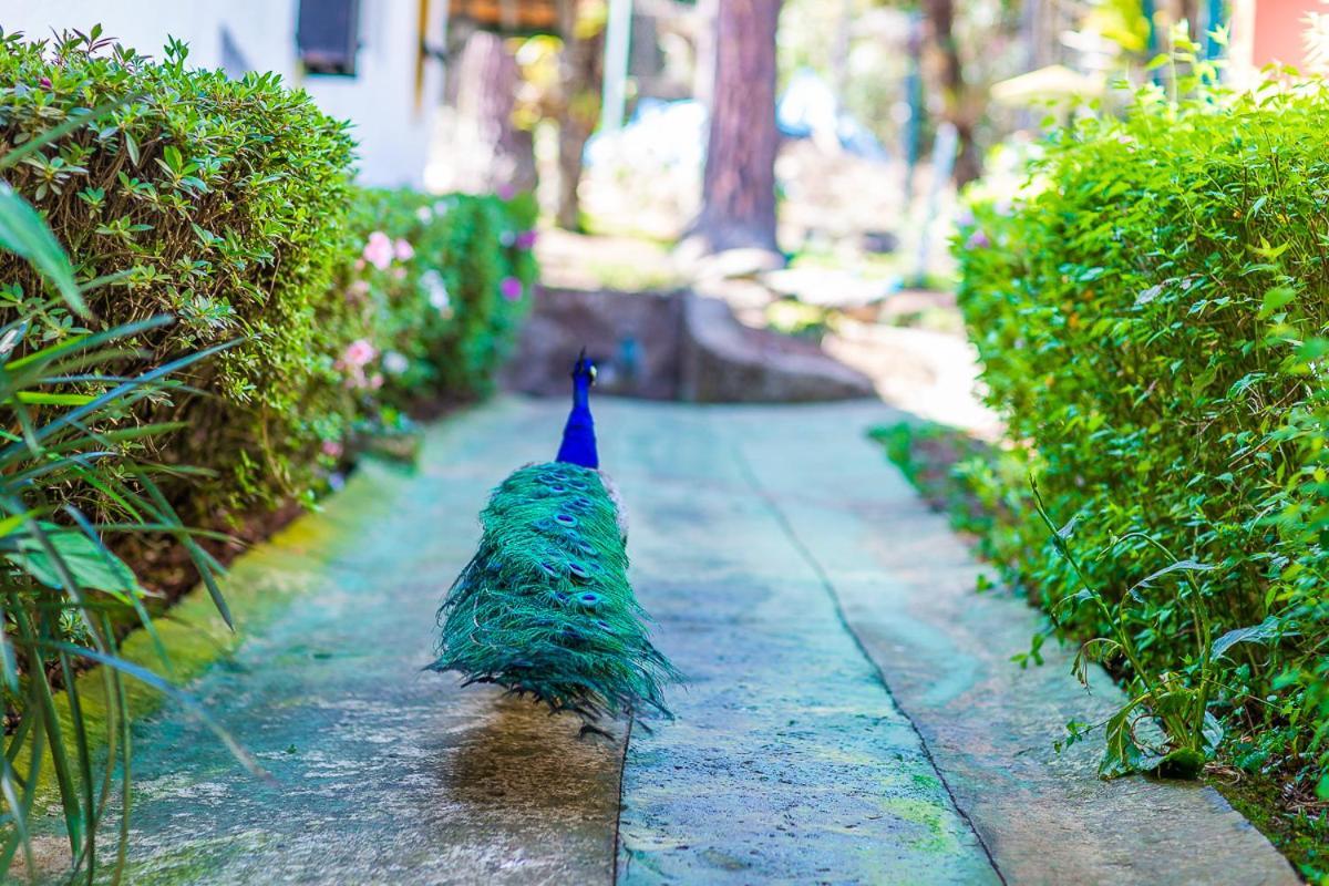 Pousada Villa D'Amore Monte Verde  Ngoại thất bức ảnh