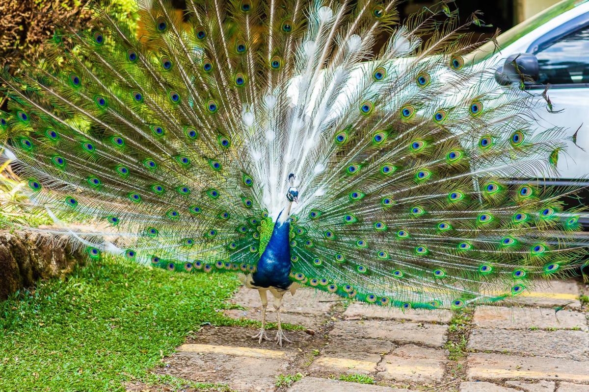 Pousada Villa D'Amore Monte Verde  Ngoại thất bức ảnh
